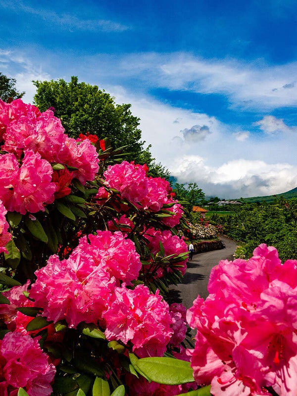 【出雲・斐川・松江・米子発】とっとり花回廊 花の女王1,000株のばらと蒜山高原15,000本のしゃくなげ 日帰り2